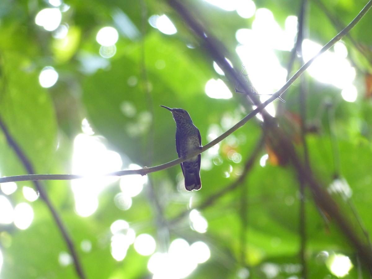 kolibřík bělokrký - ML60537911