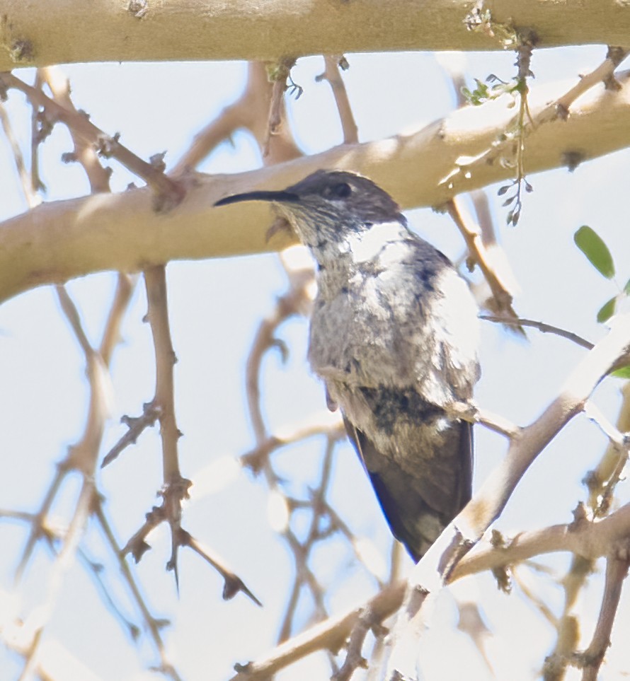 White-sided Hillstar - Eduardo Opazo M. - Emplumados_