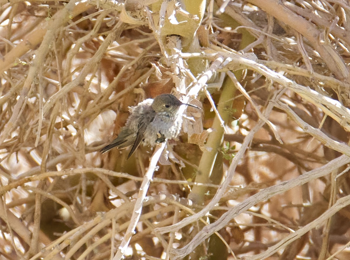 White-sided Hillstar - Eduardo Opazo M. - Emplumados_