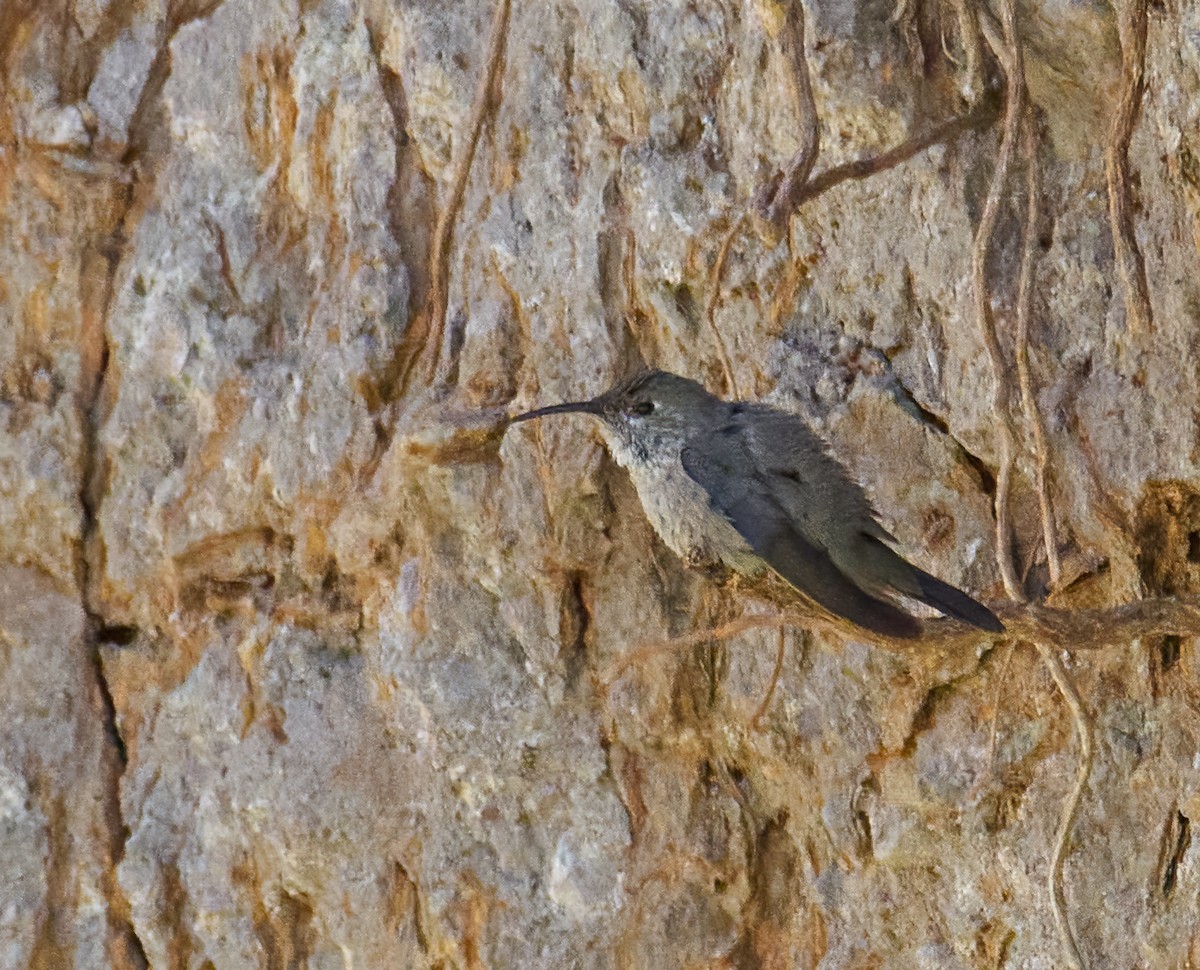 White-sided Hillstar - Eduardo Opazo M. - Emplumados_