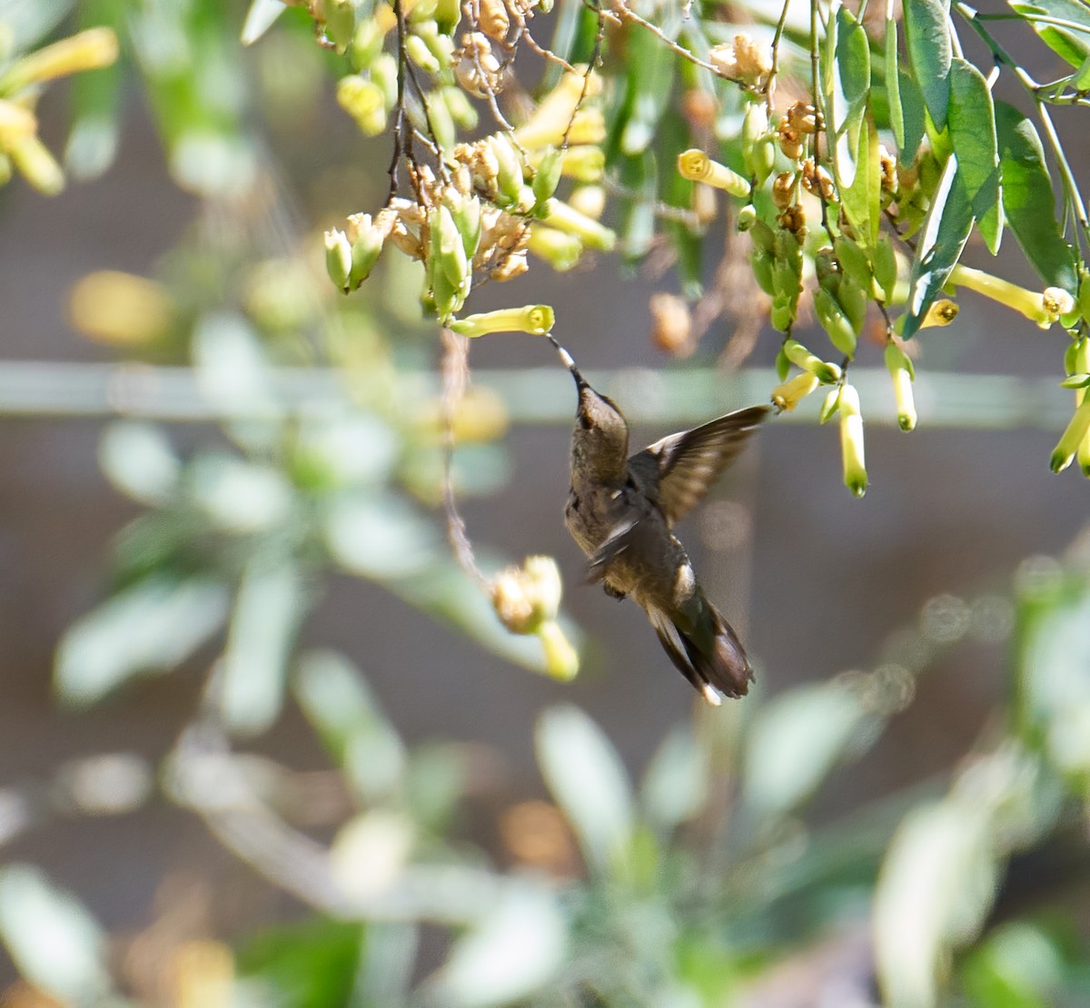 White-sided Hillstar - Eduardo Opazo M. - Emplumados_