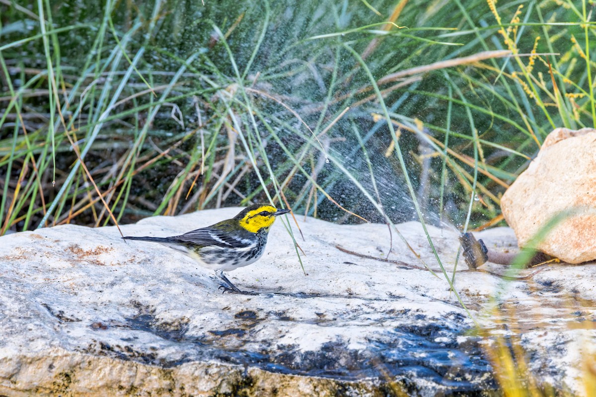 Golden-cheeked Warbler - ML605380141