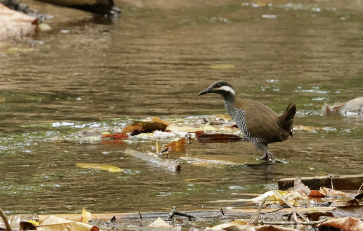 Barred Rail - John Bruin