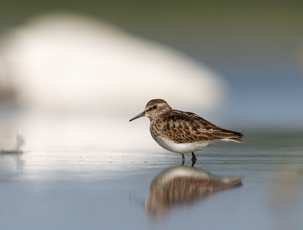 Least Sandpiper - ML605382511