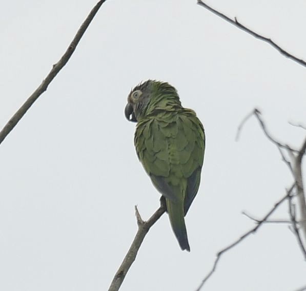 Dusky-headed Parakeet - ML605383721