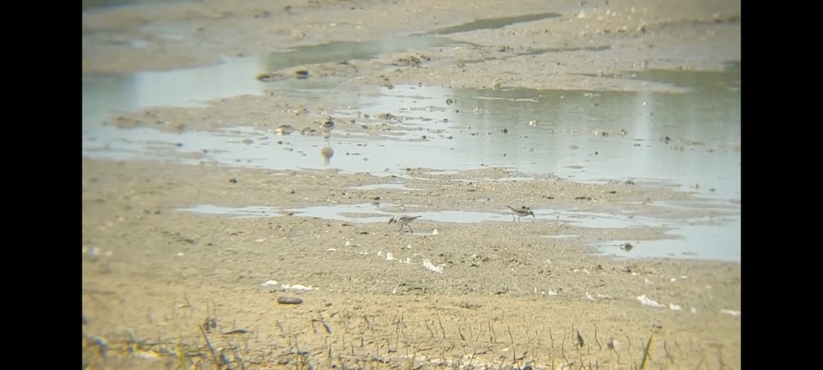 Semipalmated Plover - ML605383791