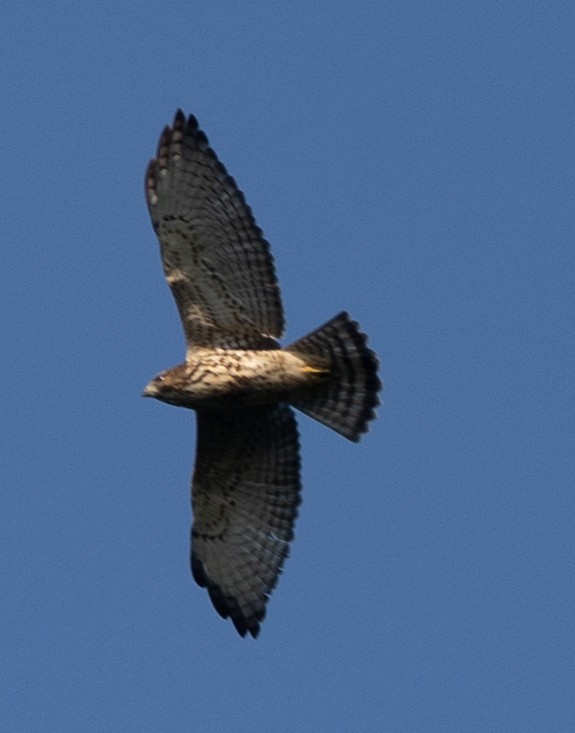 Broad-winged Hawk - ML605385371