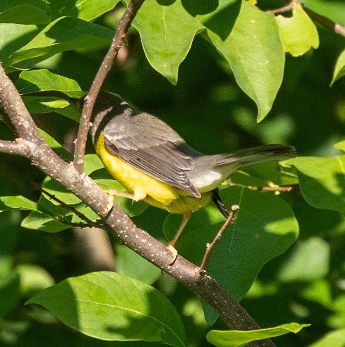 Canada Warbler - Jason Forbes