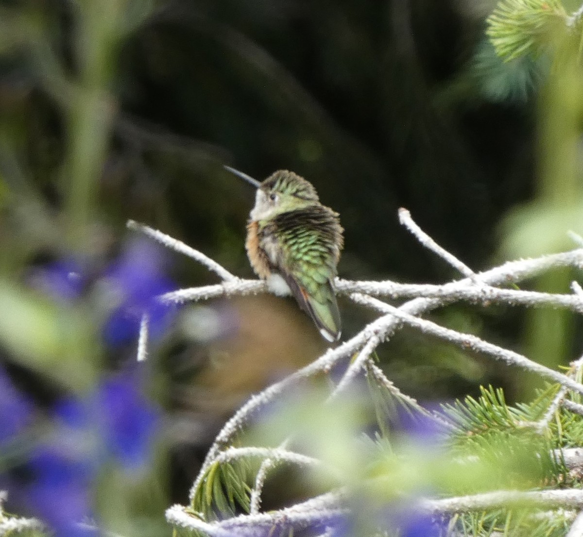 Broad-tailed Hummingbird - ML605385731