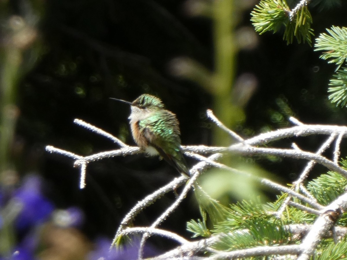 Broad-tailed Hummingbird - ML605385931