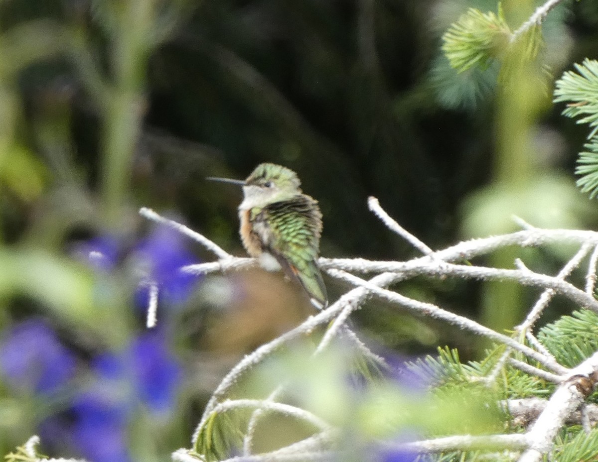 Broad-tailed Hummingbird - ML605386001