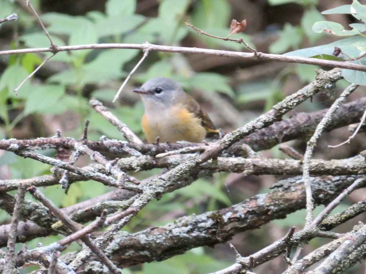 American Redstart - ML605386141