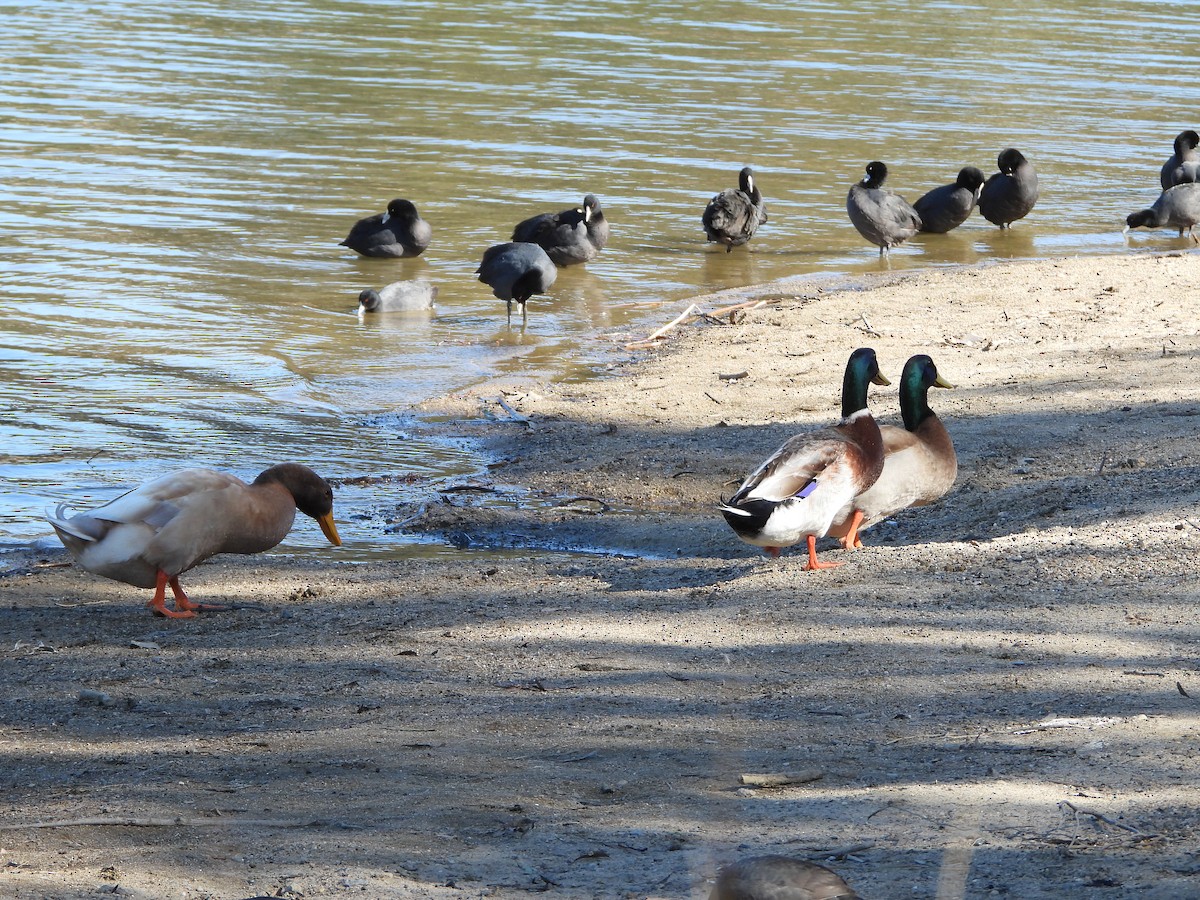 Mallard (Domestic type) - Line Perrins