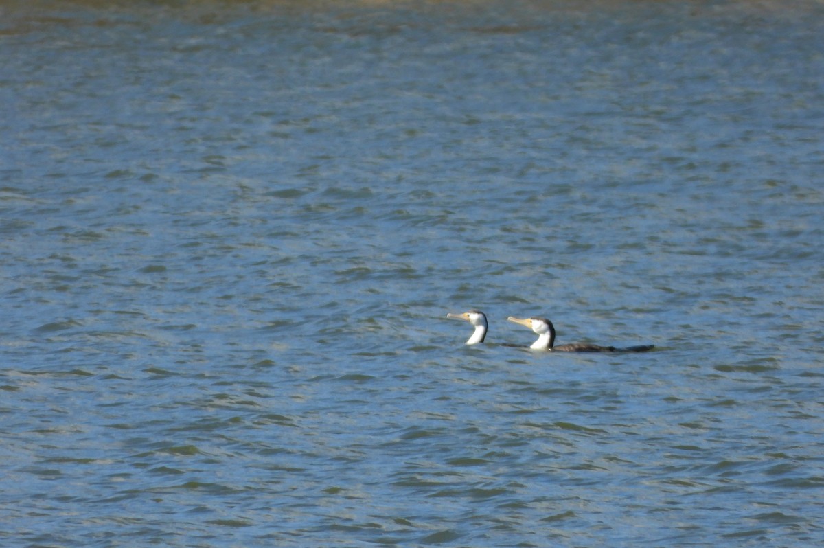 Pied Cormorant - ML605386301