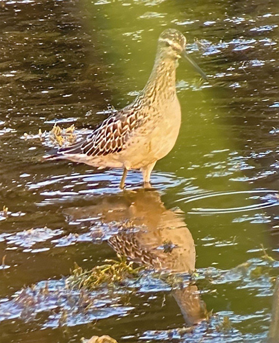 Stilt Sandpiper - ML605386541