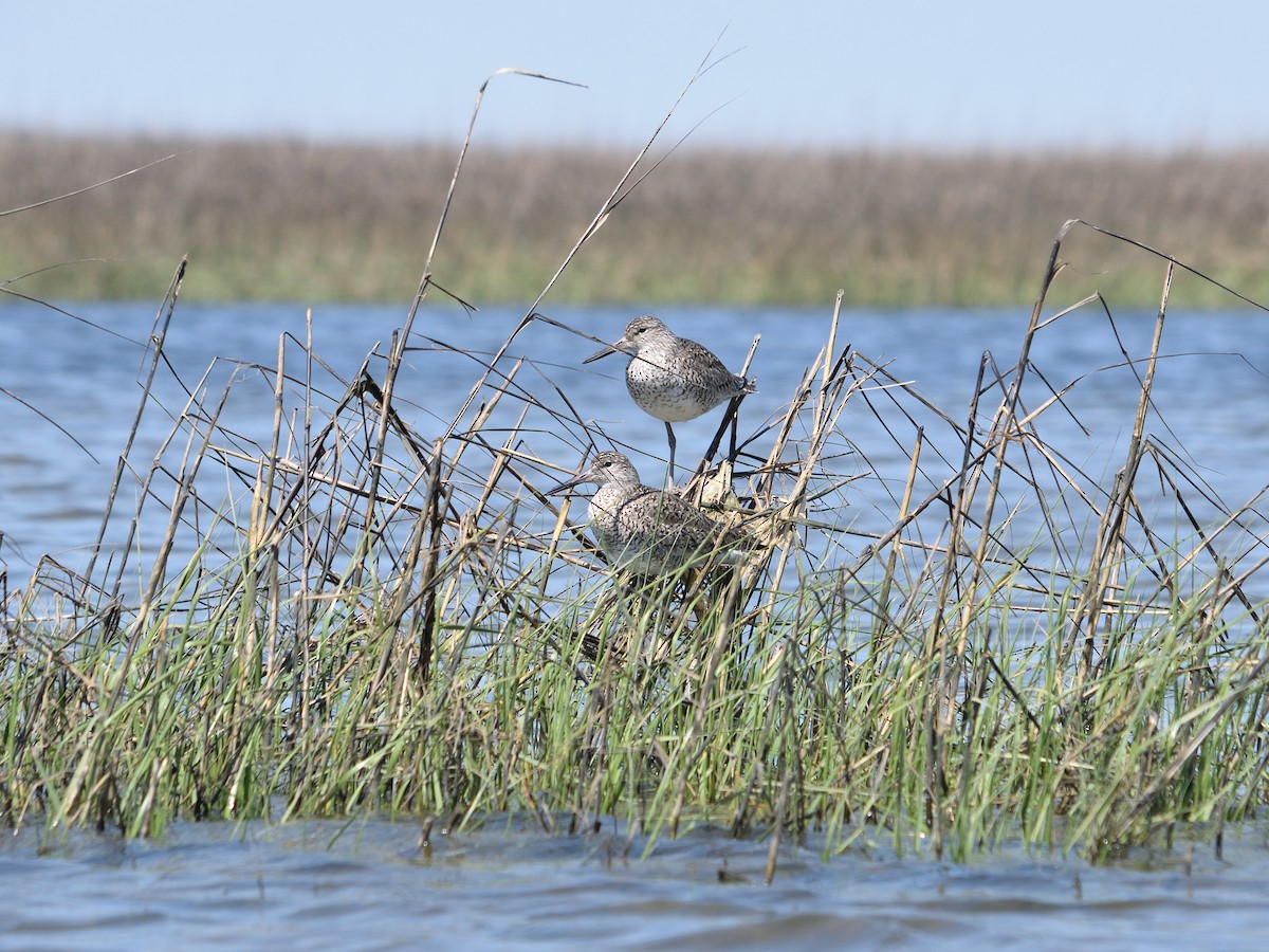 Willet - ML605386611