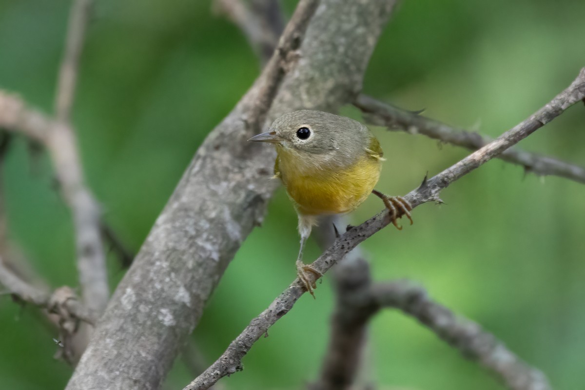 Nashville Warbler - ML605386741