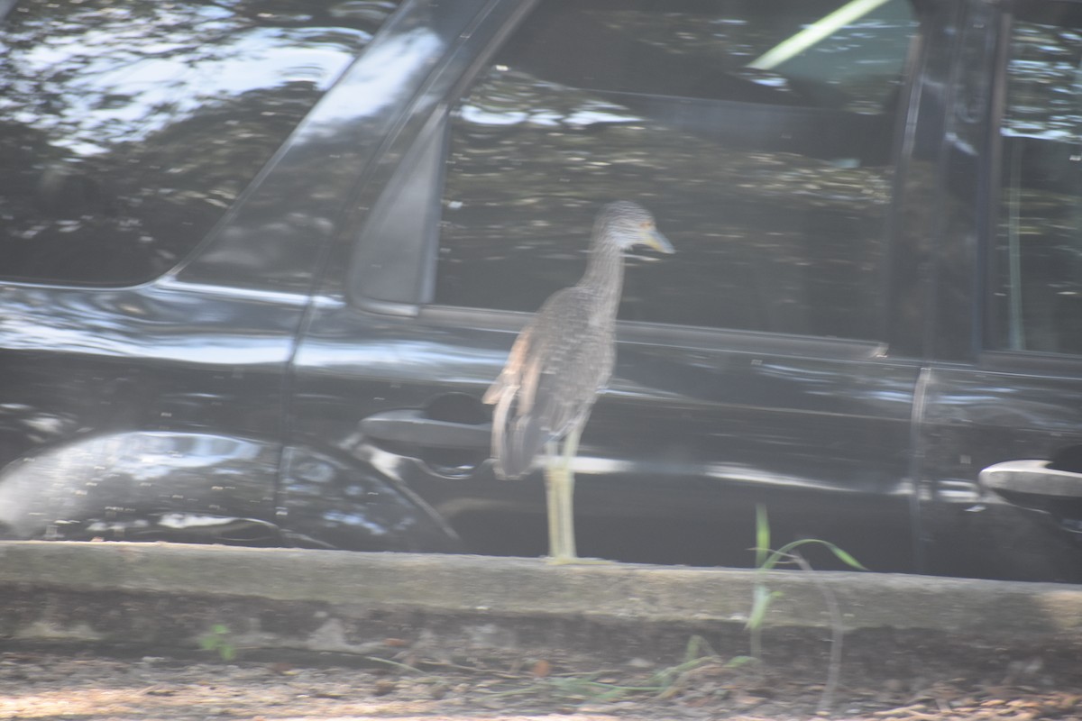 Black-crowned Night Heron - ML605388331