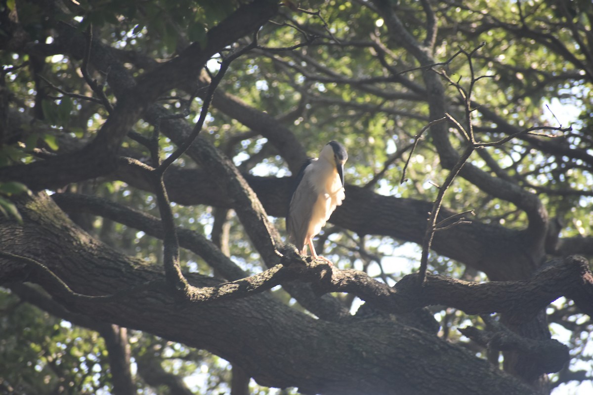 Black-crowned Night Heron - ML605388361