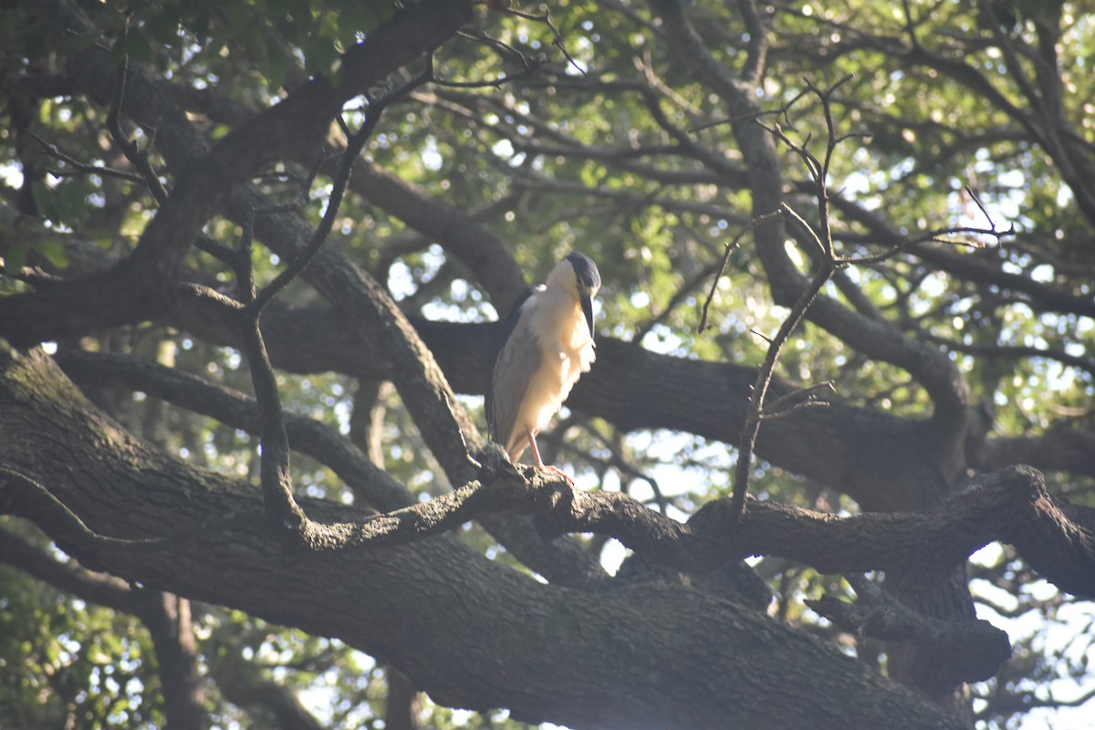 Black-crowned Night Heron - ML605388381