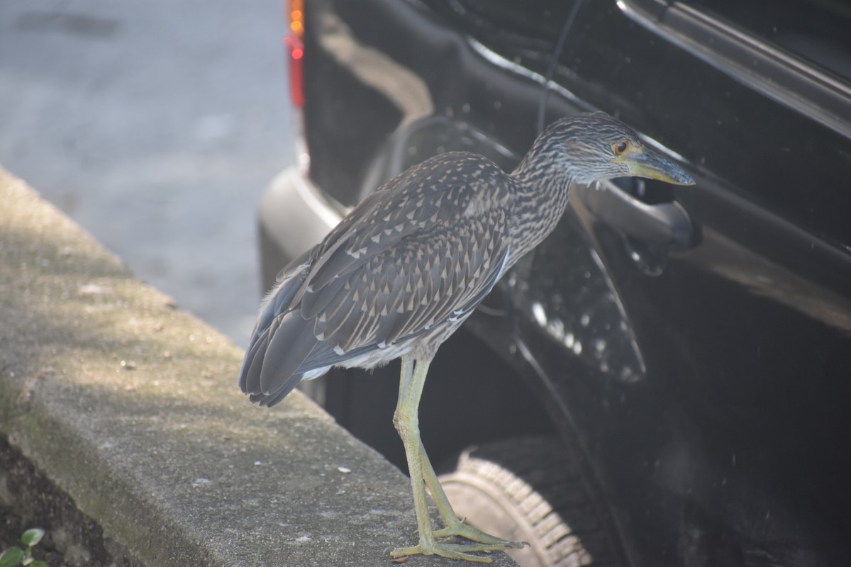 Black-crowned Night Heron - ML605388391