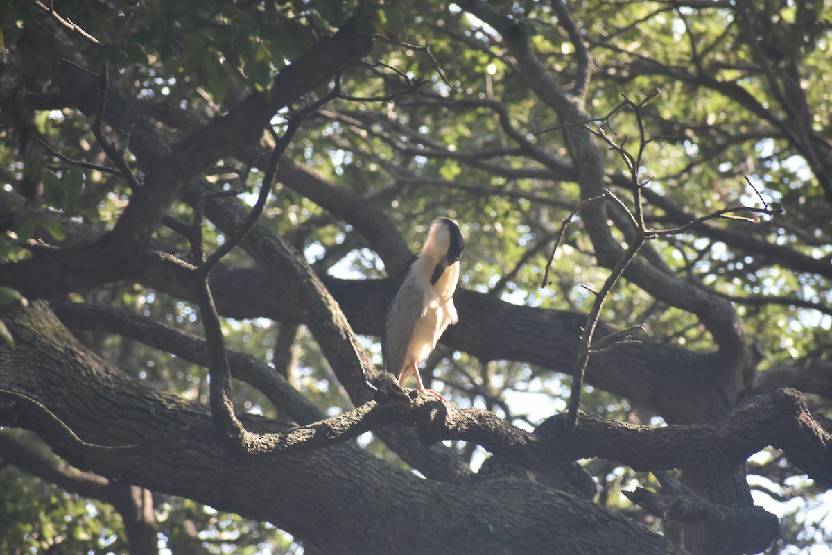 Black-crowned Night Heron - ML605388401