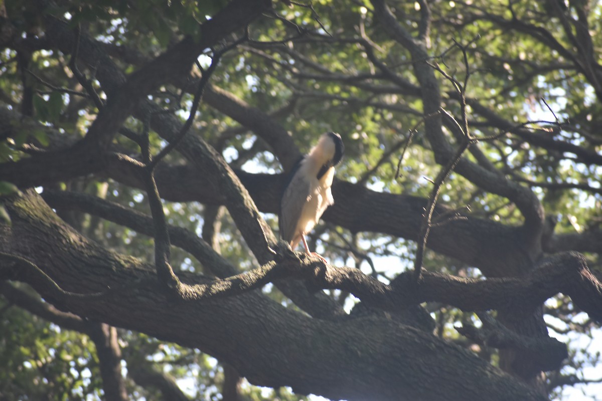 Black-crowned Night Heron - ML605388411