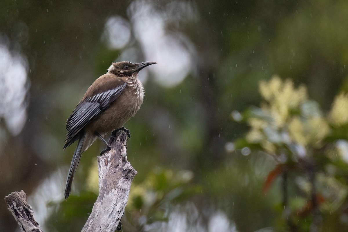 New Caledonian Friarbird - ML605388441