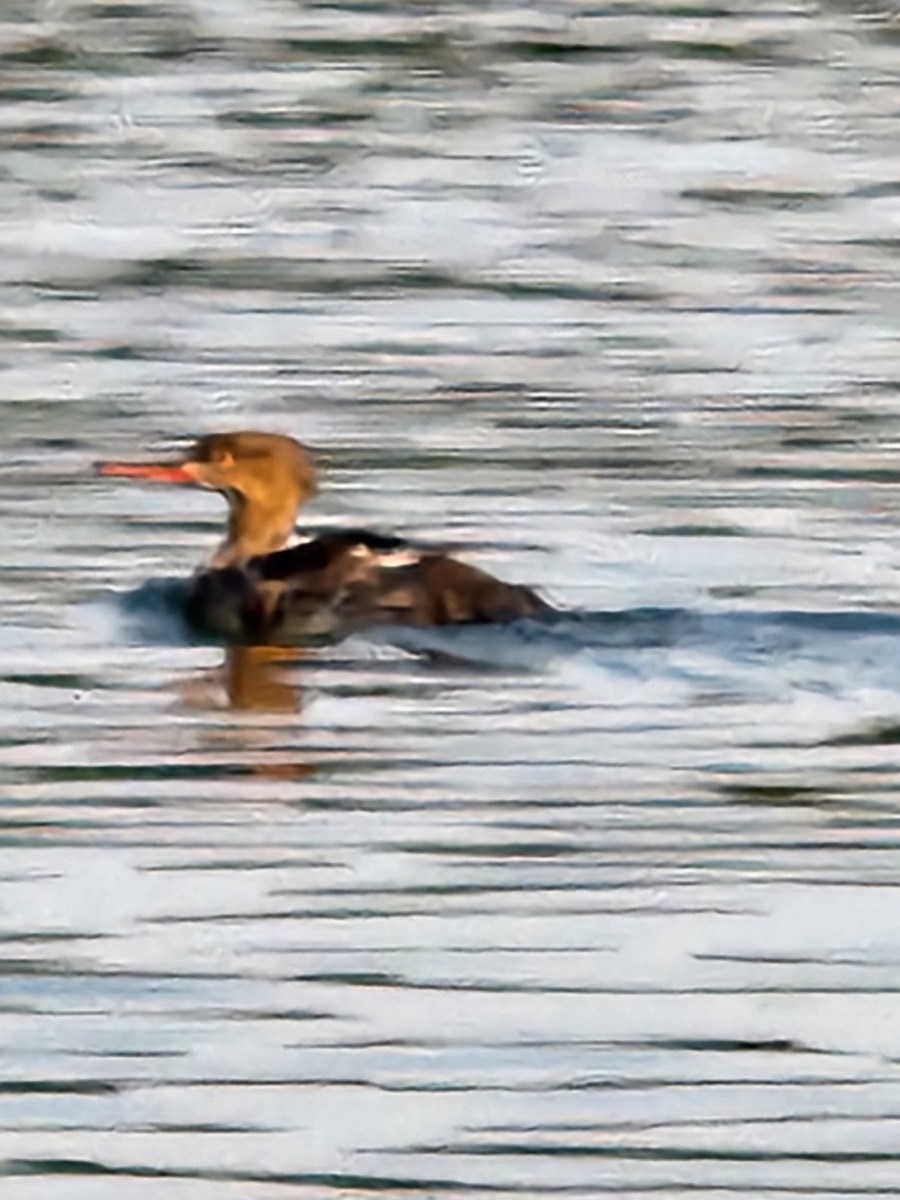 Red-breasted Merganser - ML605388821