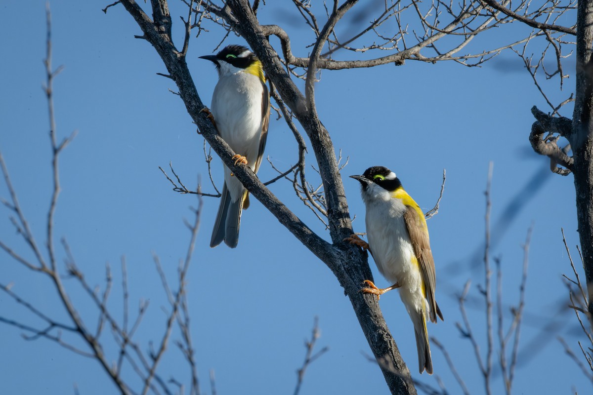 Black-chinned Honeyeater - Trevor Evans