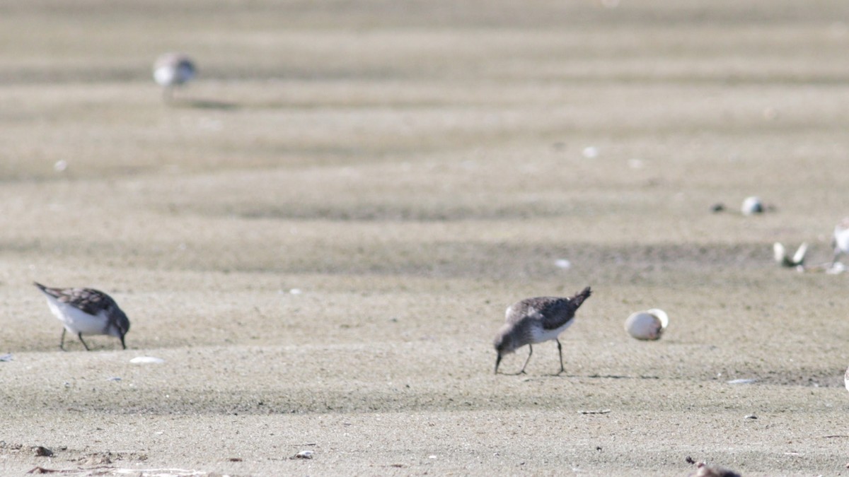 White-rumped Sandpiper - ML605391191