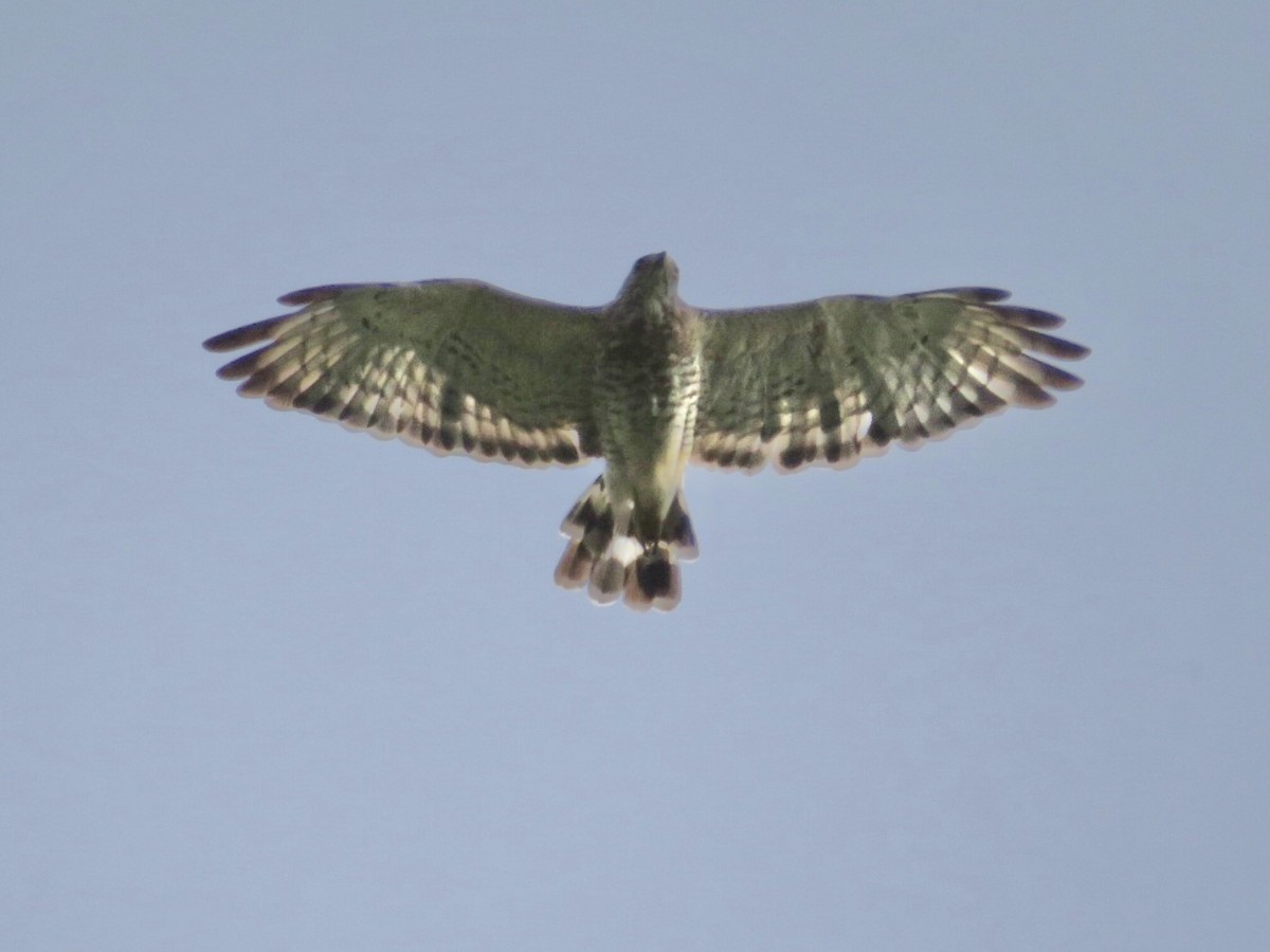 Broad-winged Hawk - ML605391431
