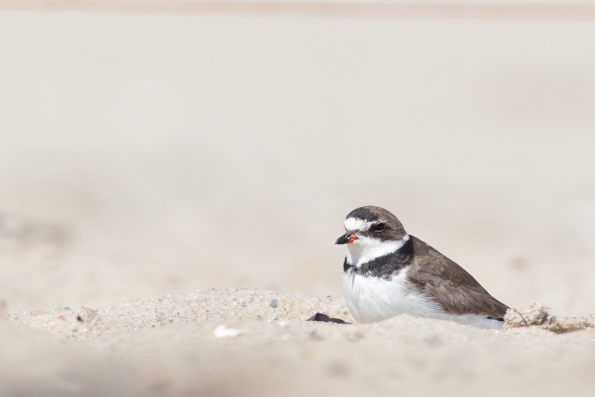 Semipalmated Plover - Quinn Nial