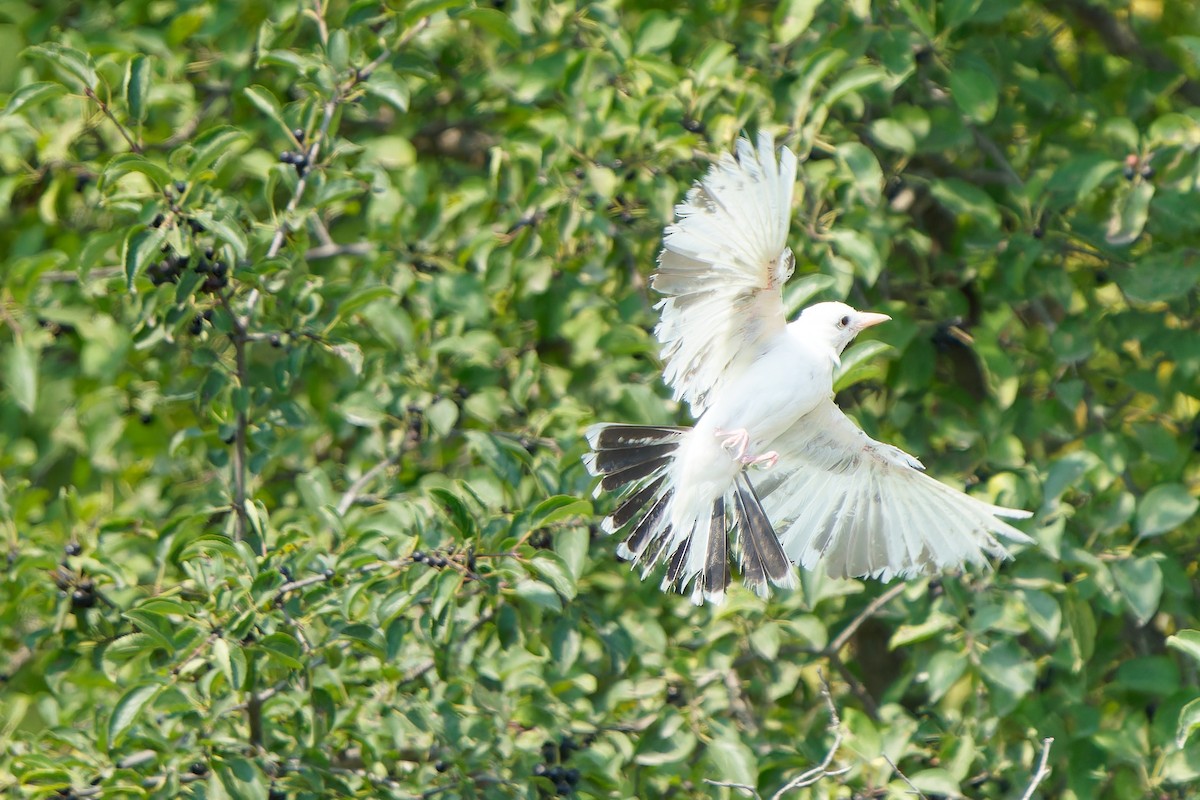 Eastern Kingbird - ML605391821