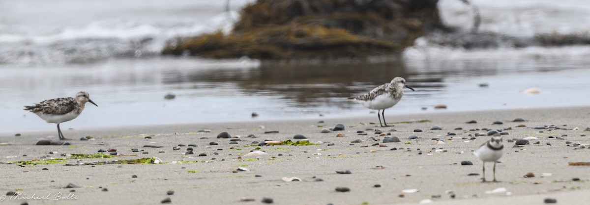 Semipalmated Plover - ML605392041