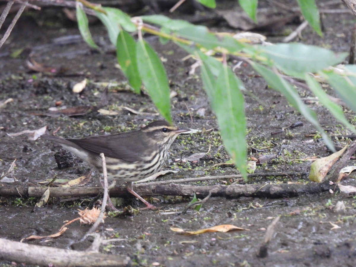 Northern Waterthrush - ML605392231