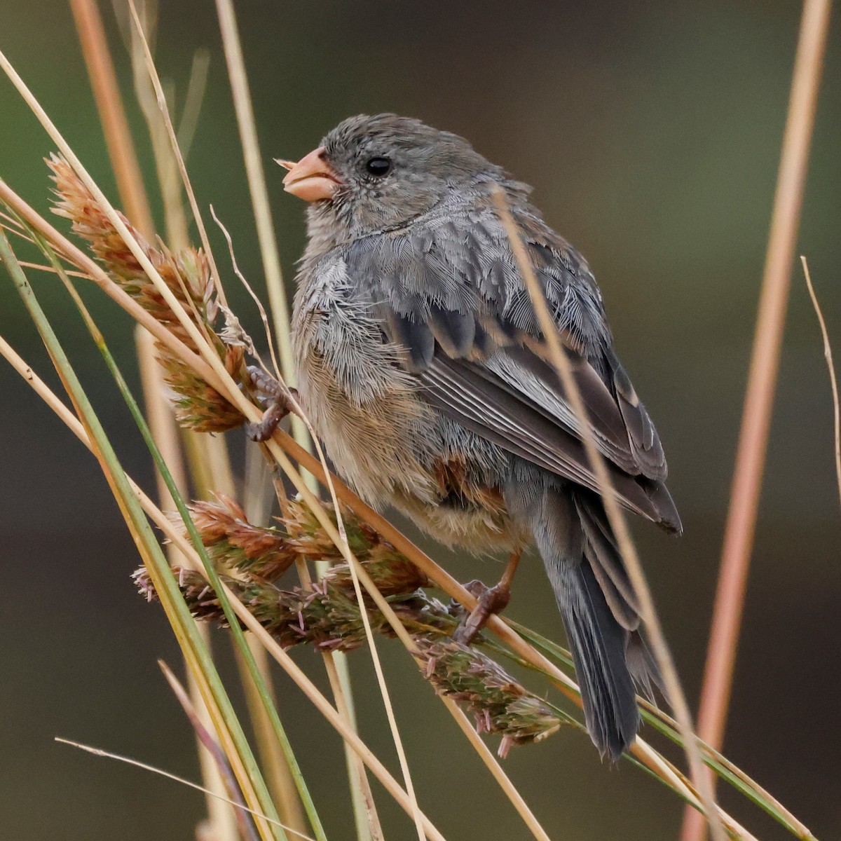 Plain-colored Seedeater - ML605392721