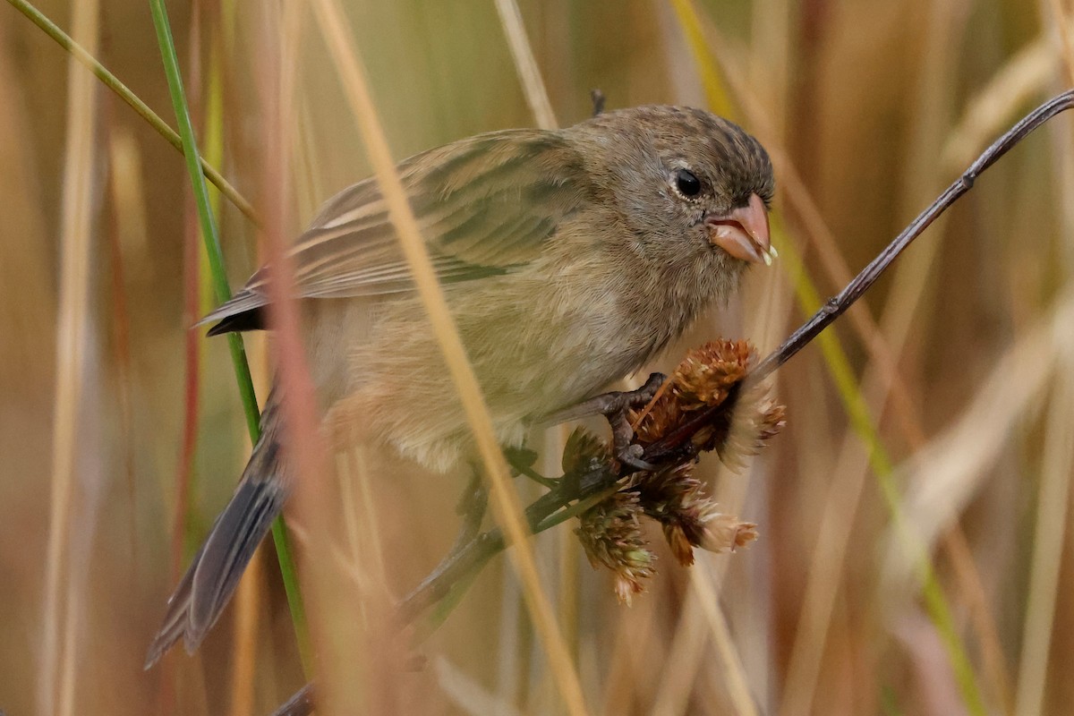 Plain-colored Seedeater - ML605392731