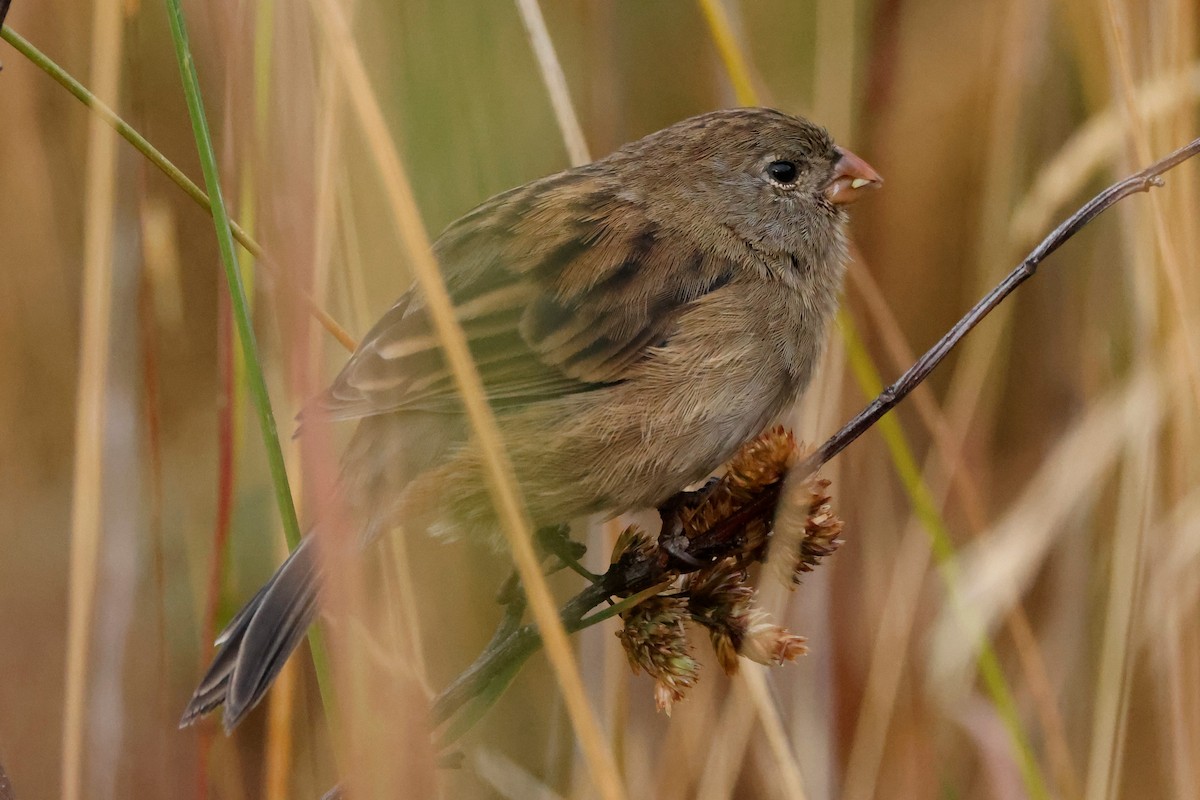 Plain-colored Seedeater - ML605392741