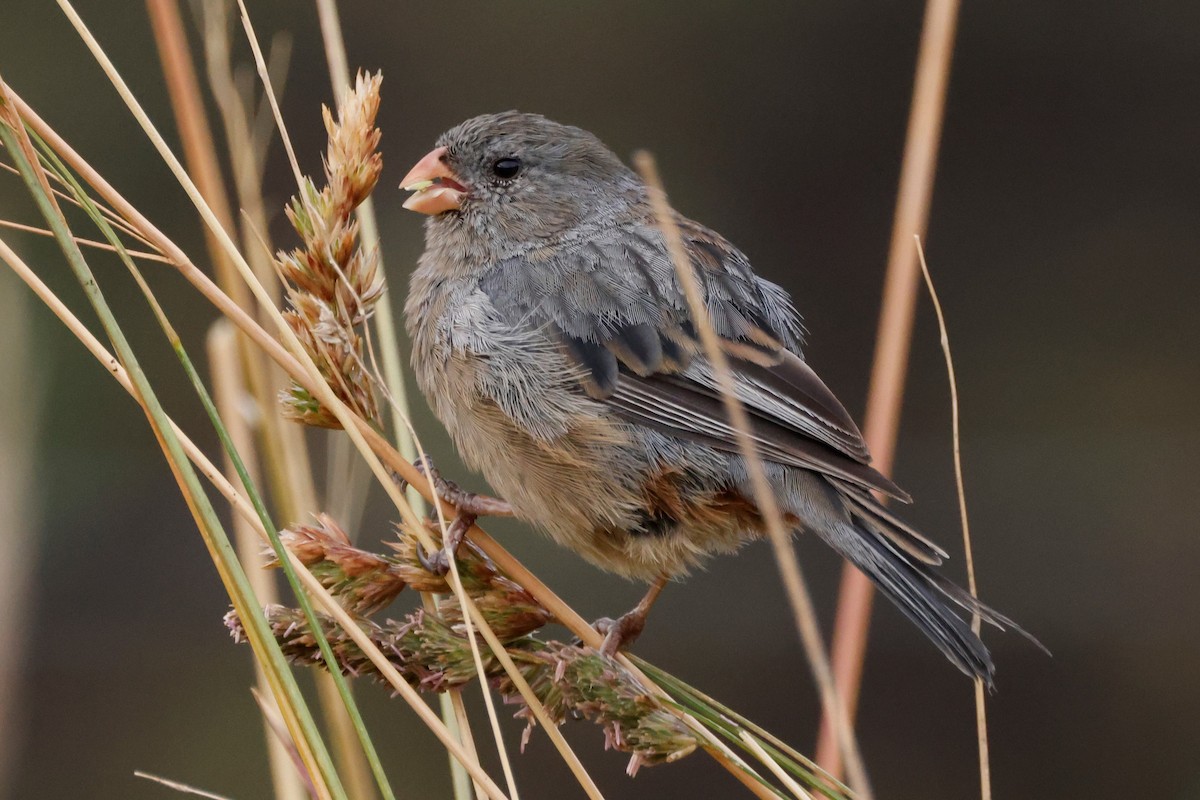 Plain-colored Seedeater - ML605392751