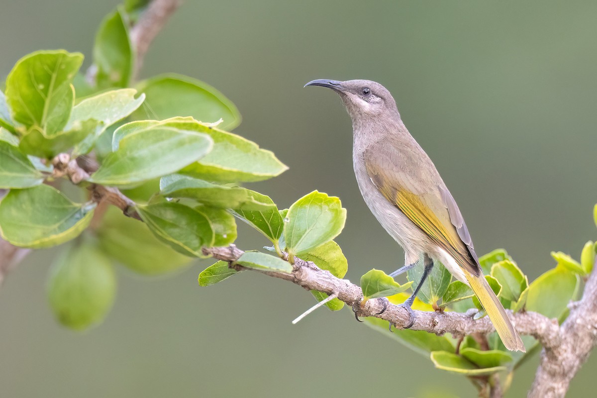 Dark-brown Honeyeater - ML605393181