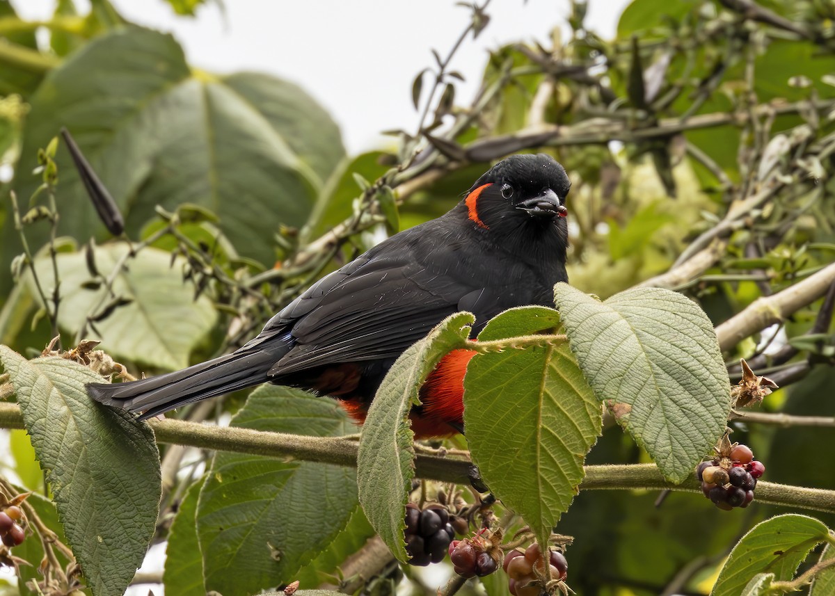 Scarlet-bellied Mountain Tanager - ML605393291