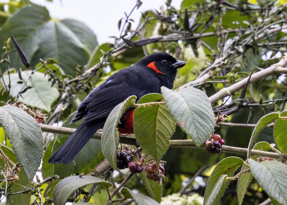 Scarlet-bellied Mountain Tanager - Mary Clausen