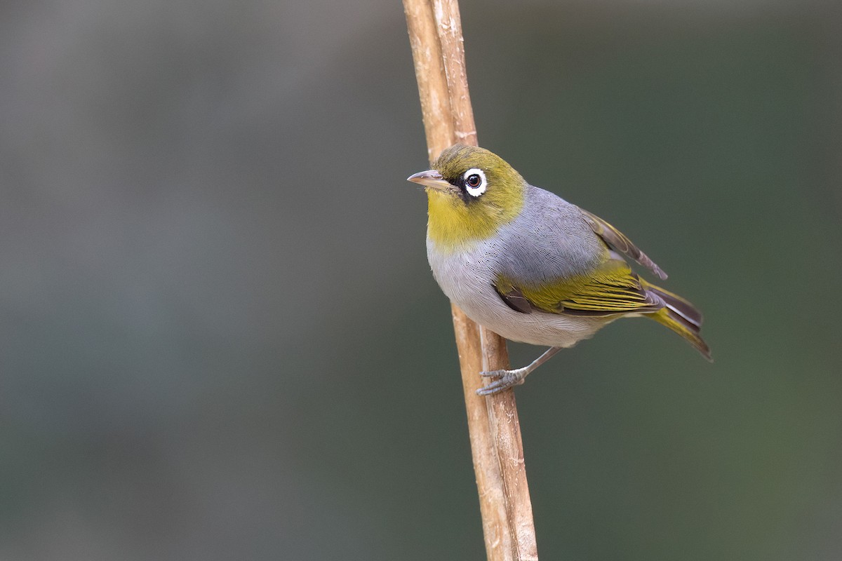 Zostérops à dos gris - ML605393501