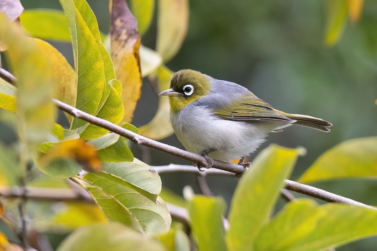 Silvereye - Chris Venetz | Ornis Birding Expeditions