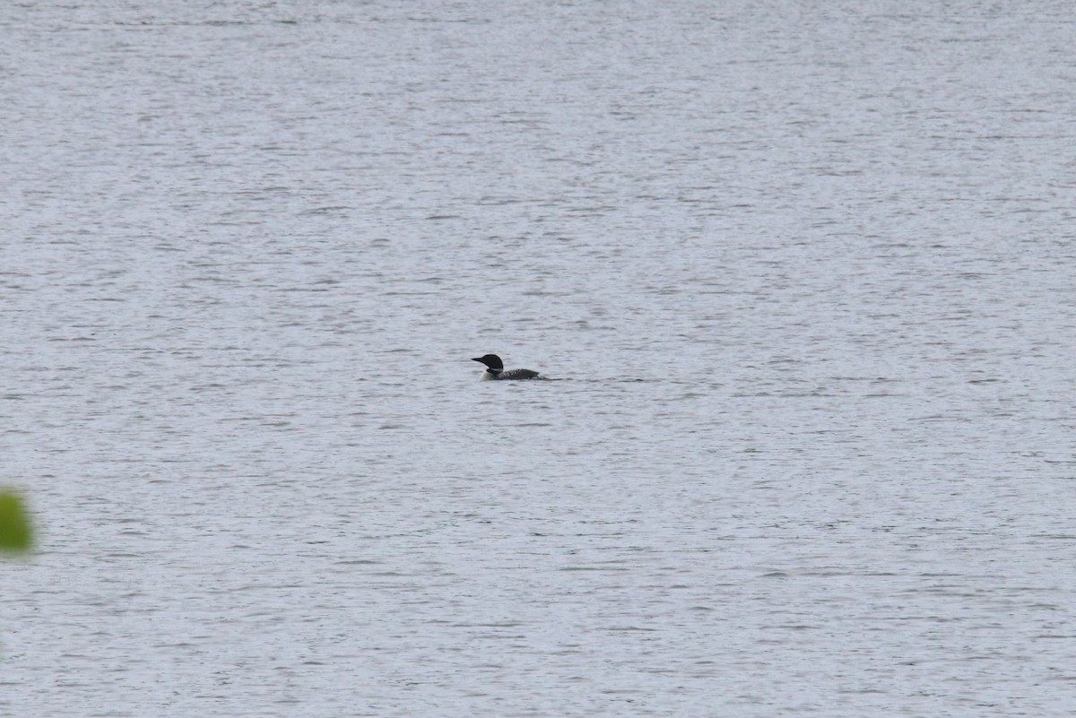 Common Loon - ML605393641