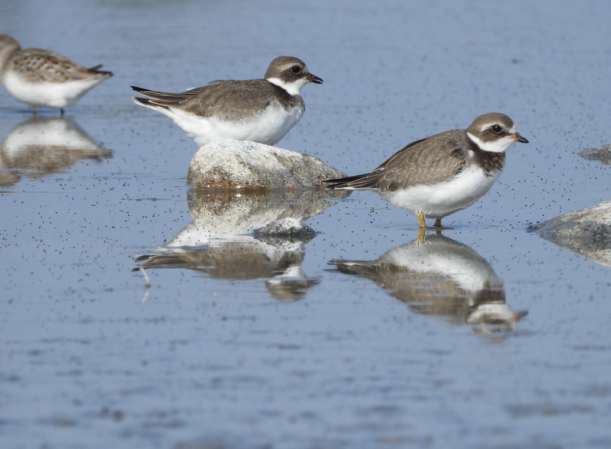 Semipalmated Plover - ML605394371