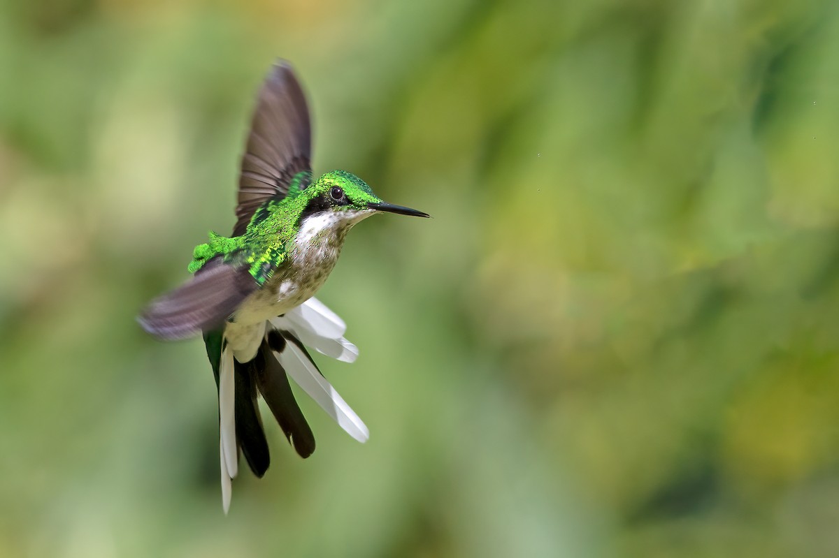 Black-eared Fairy - Fábio Giordano