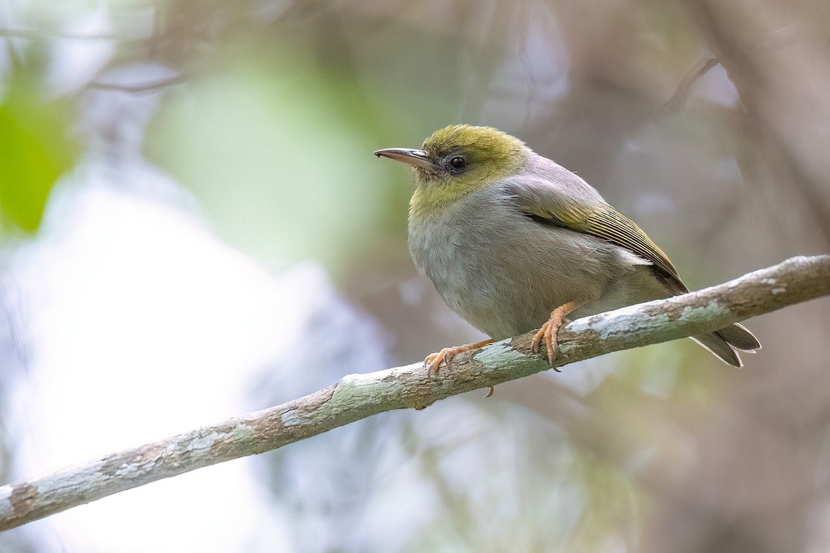 Large Lifou White-eye - Chris Venetz | Ornis Birding Expeditions