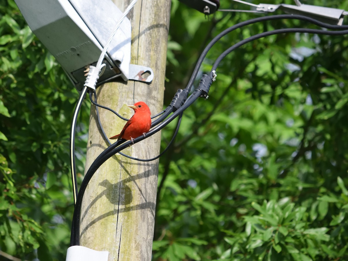 Summer Tanager - ML605396401